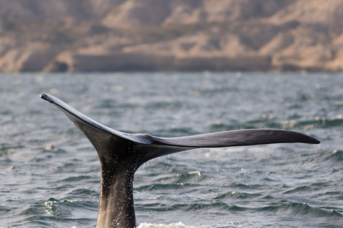 Puerto Madryn