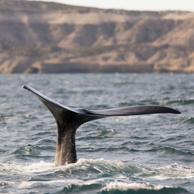 Puerto Madryn